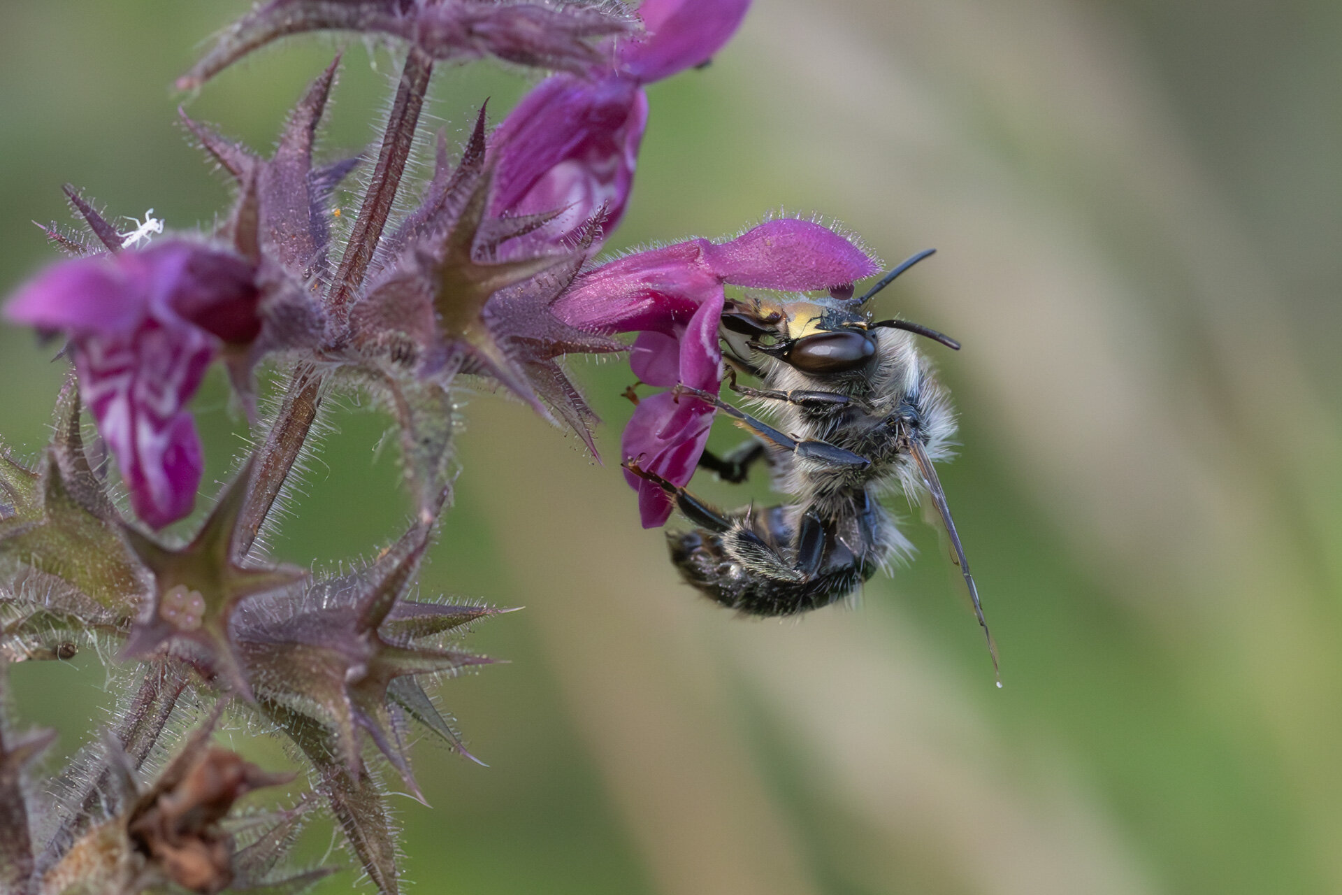 Galtetandvægbi - Han
