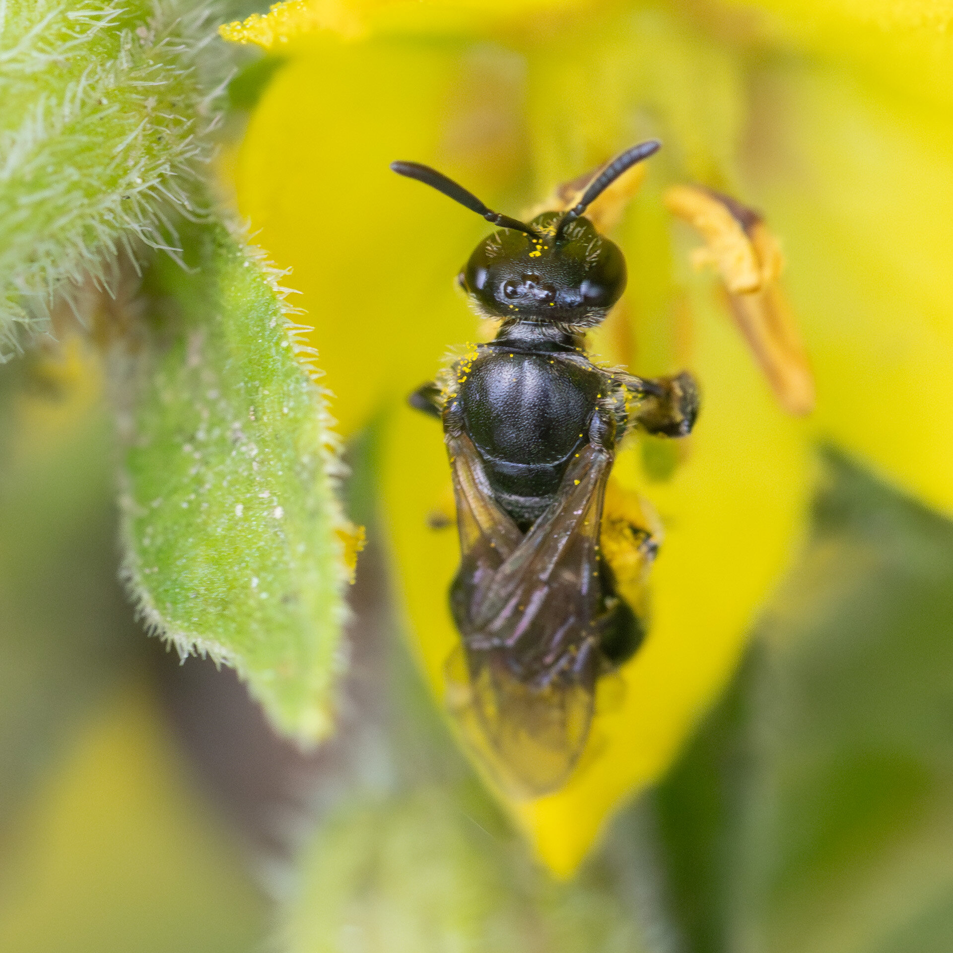 Frynset smalbi - Hun