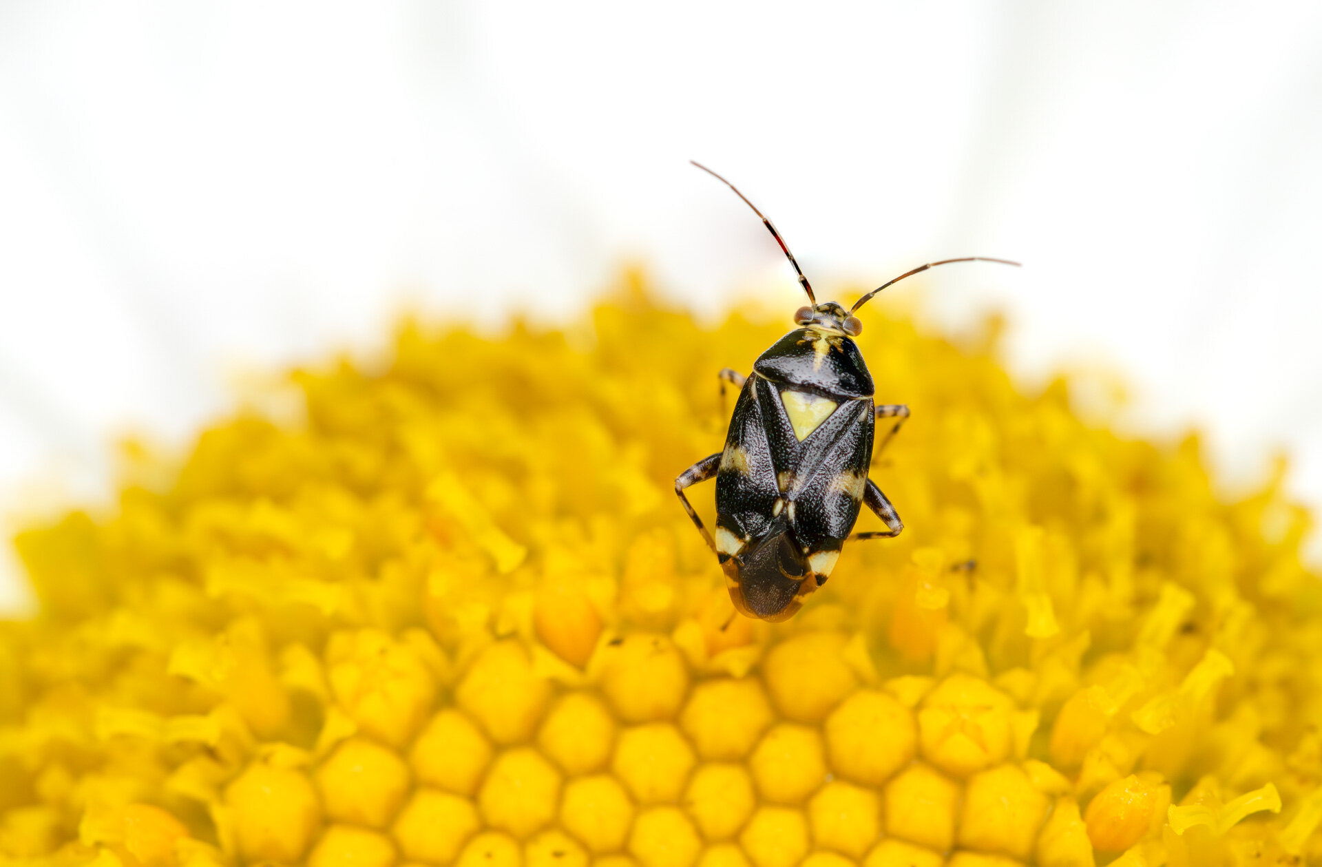 Treplettet nældetæge