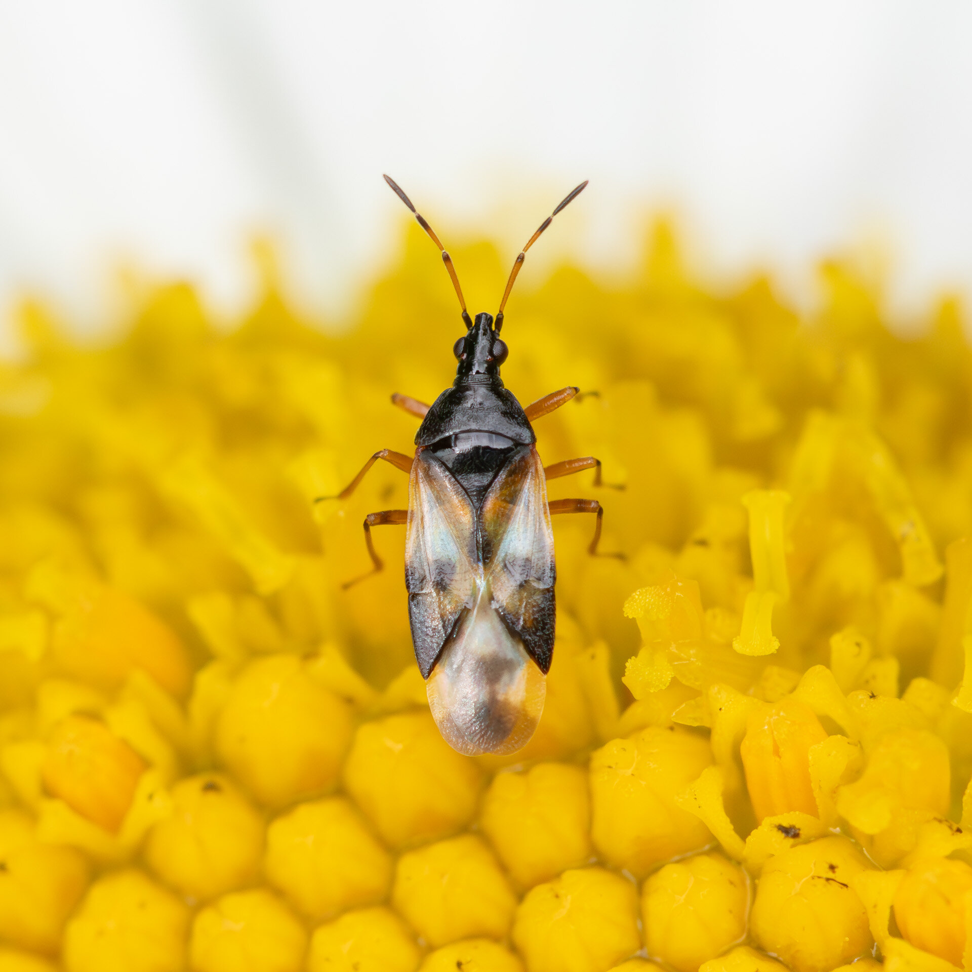 Skinnende bladlustæge