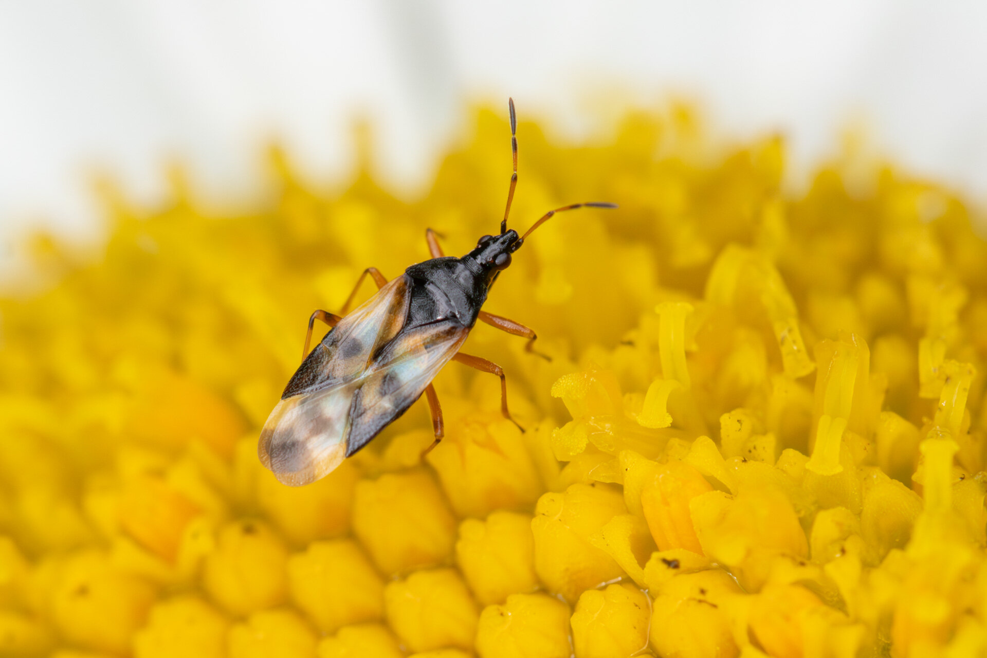 Skinnende bladlustæge