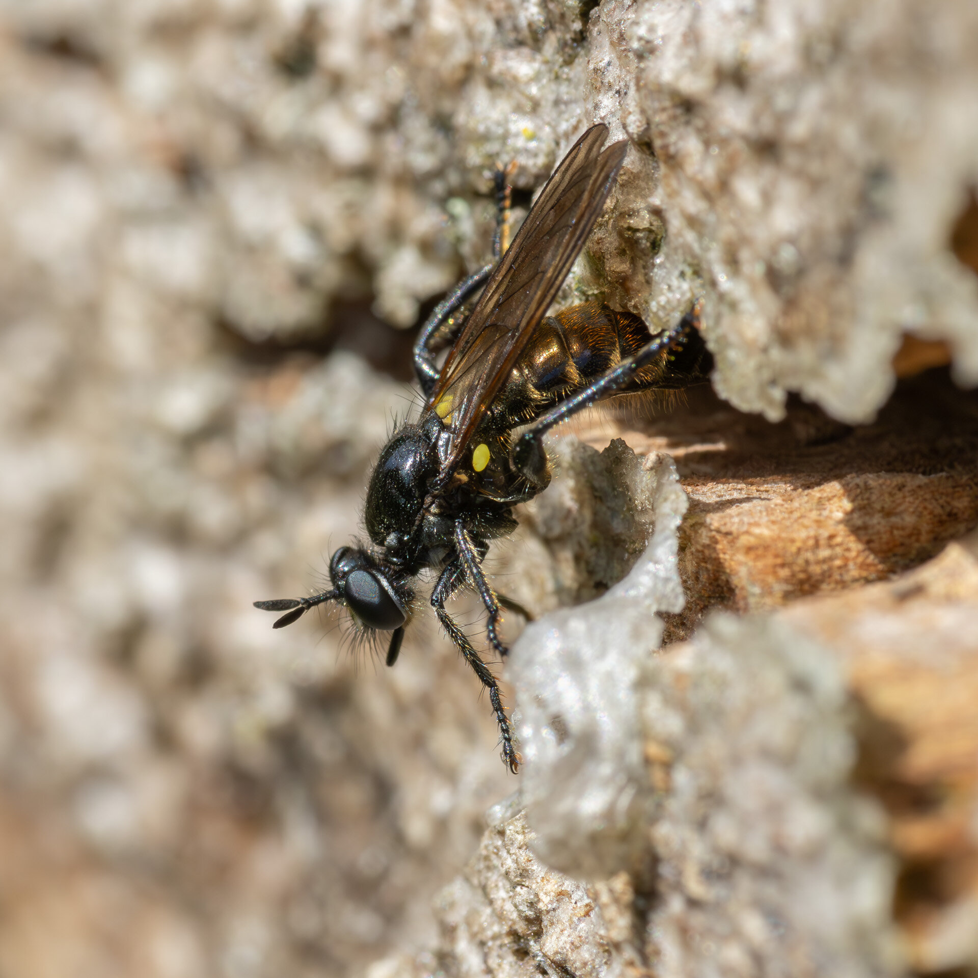 Almindelig trærovflue