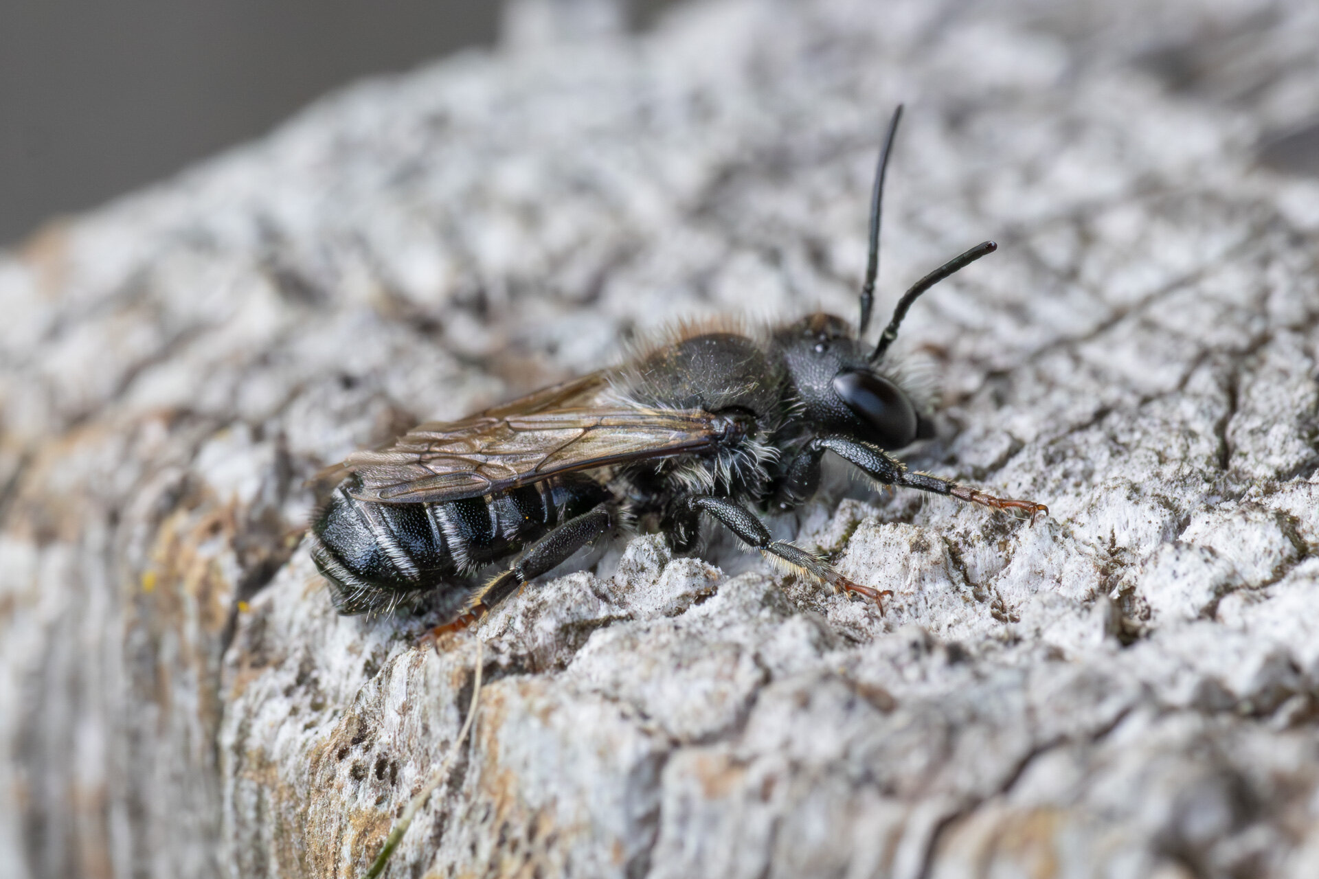 Flerfarvet bladskærerbi - Han
