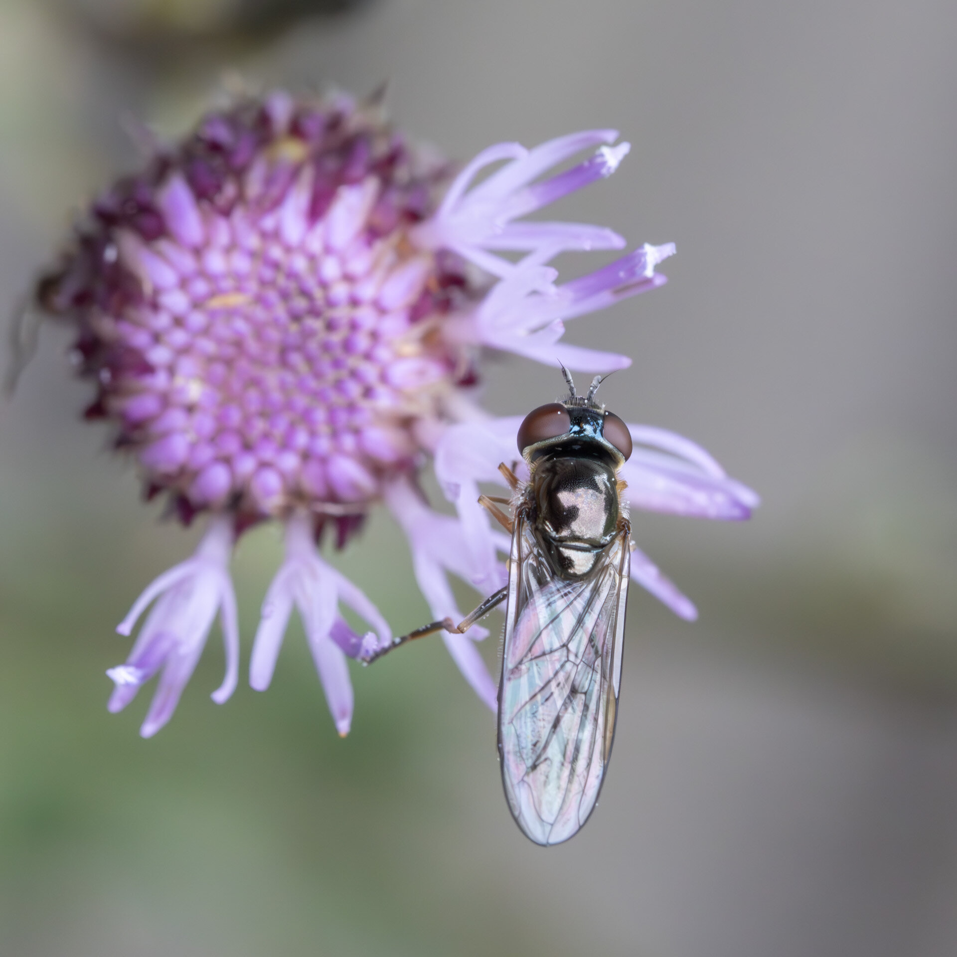 Sortblå bredfodsflue