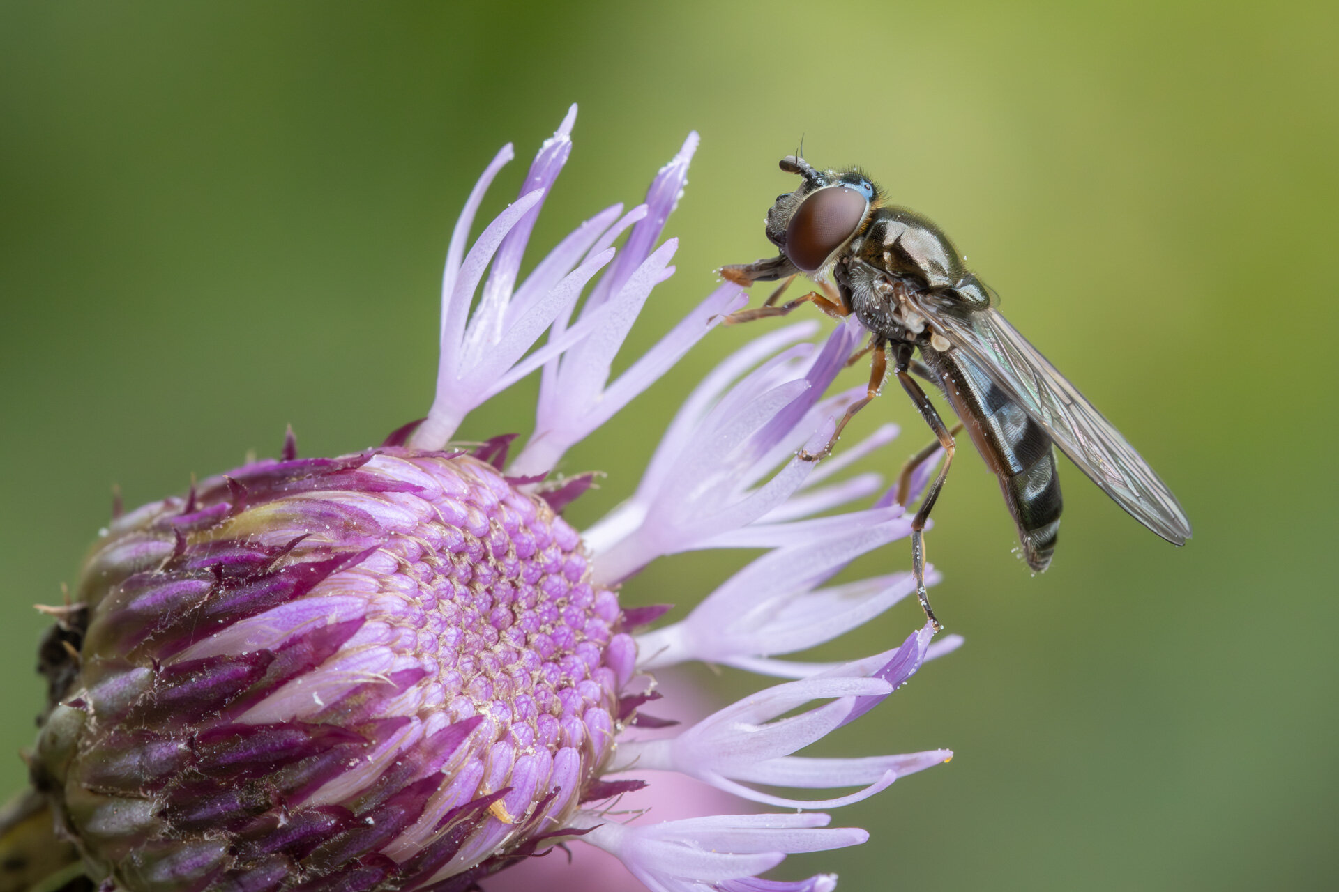 Sortblå bredfodsflue