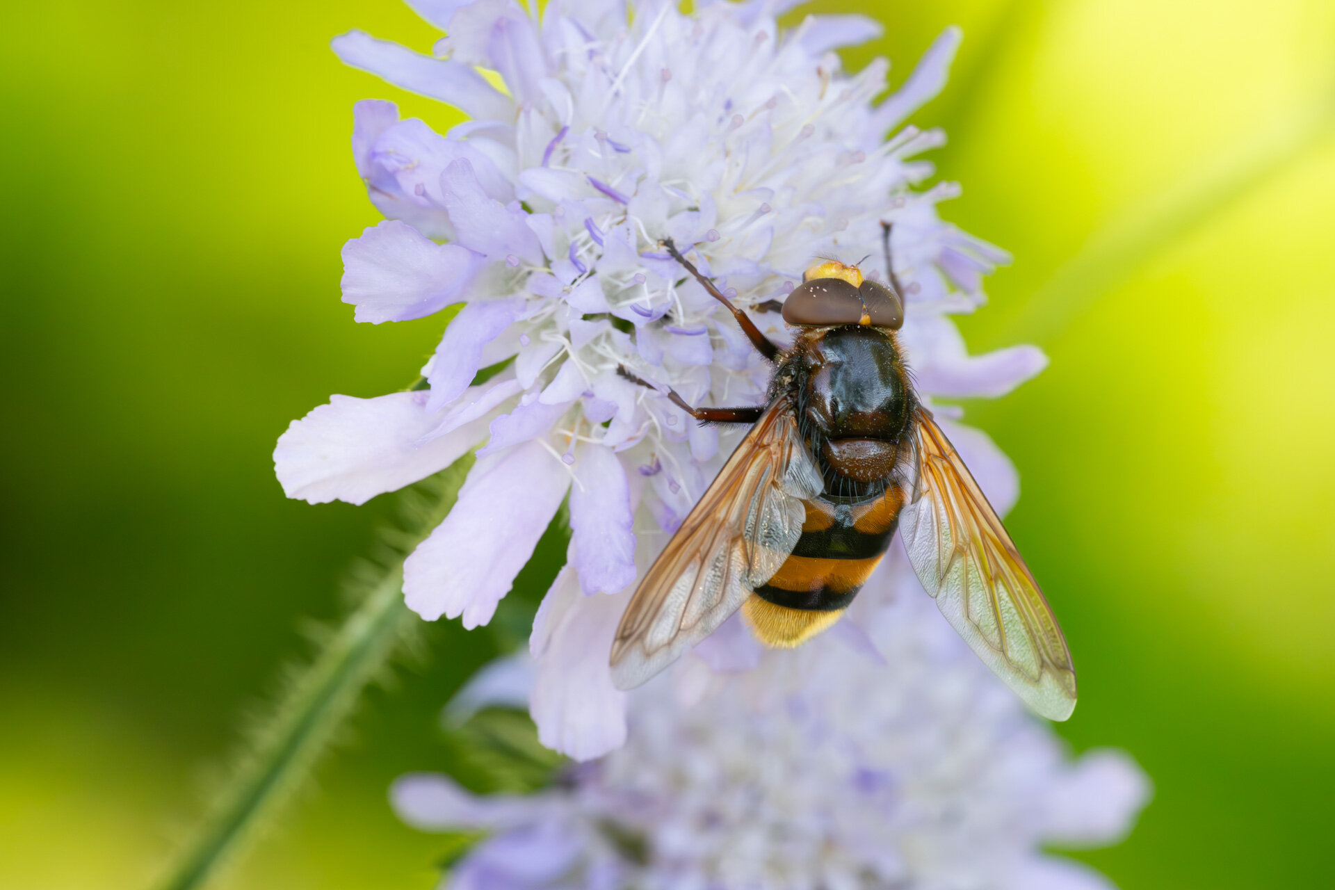 Stor humlesvirreflue