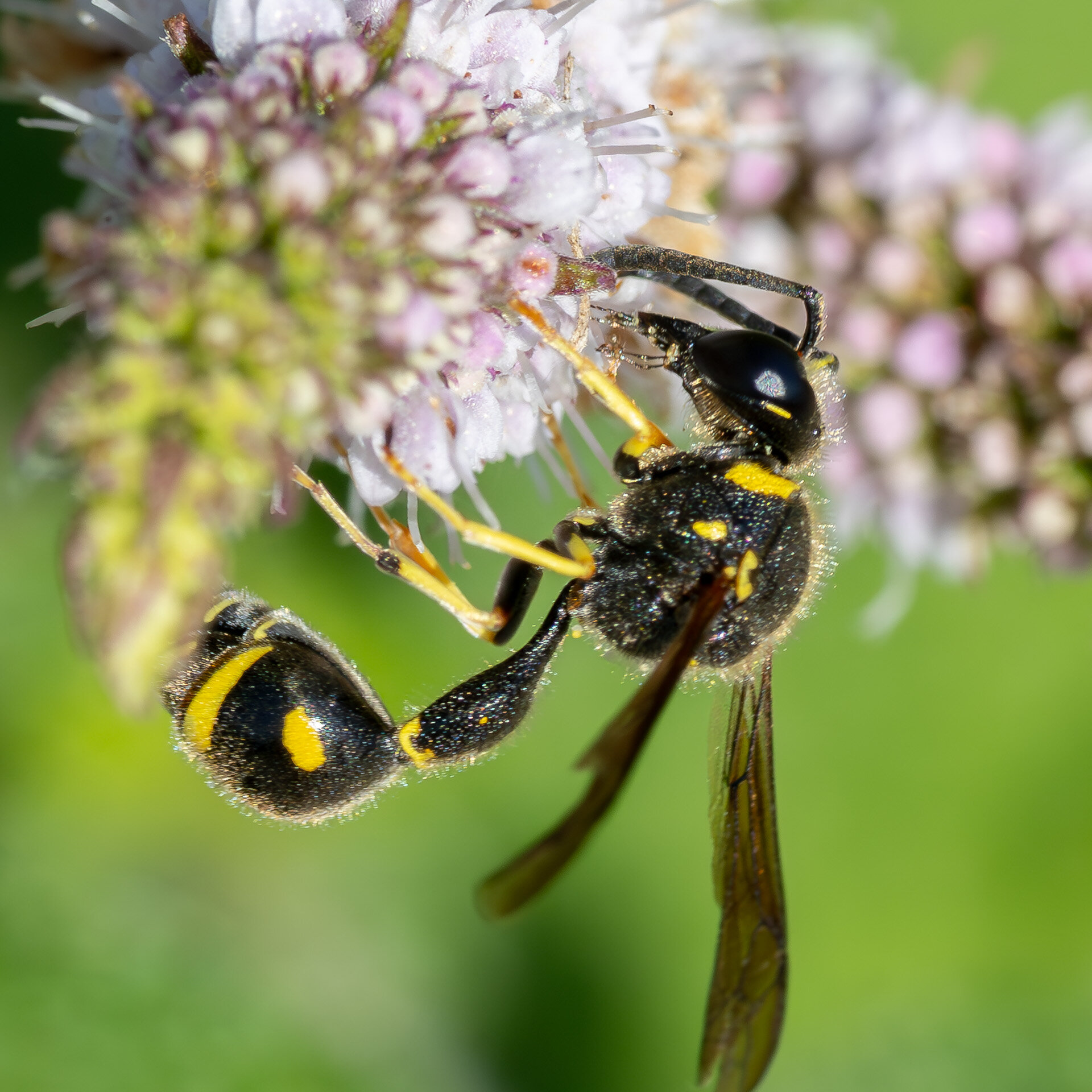 Eumenes papillarius - Han