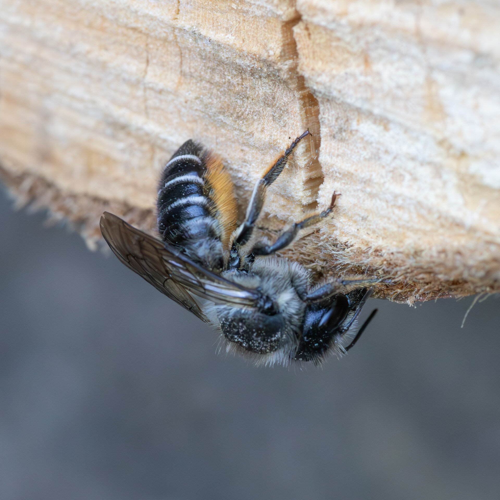 Gederamsbladskærerbi - Hun