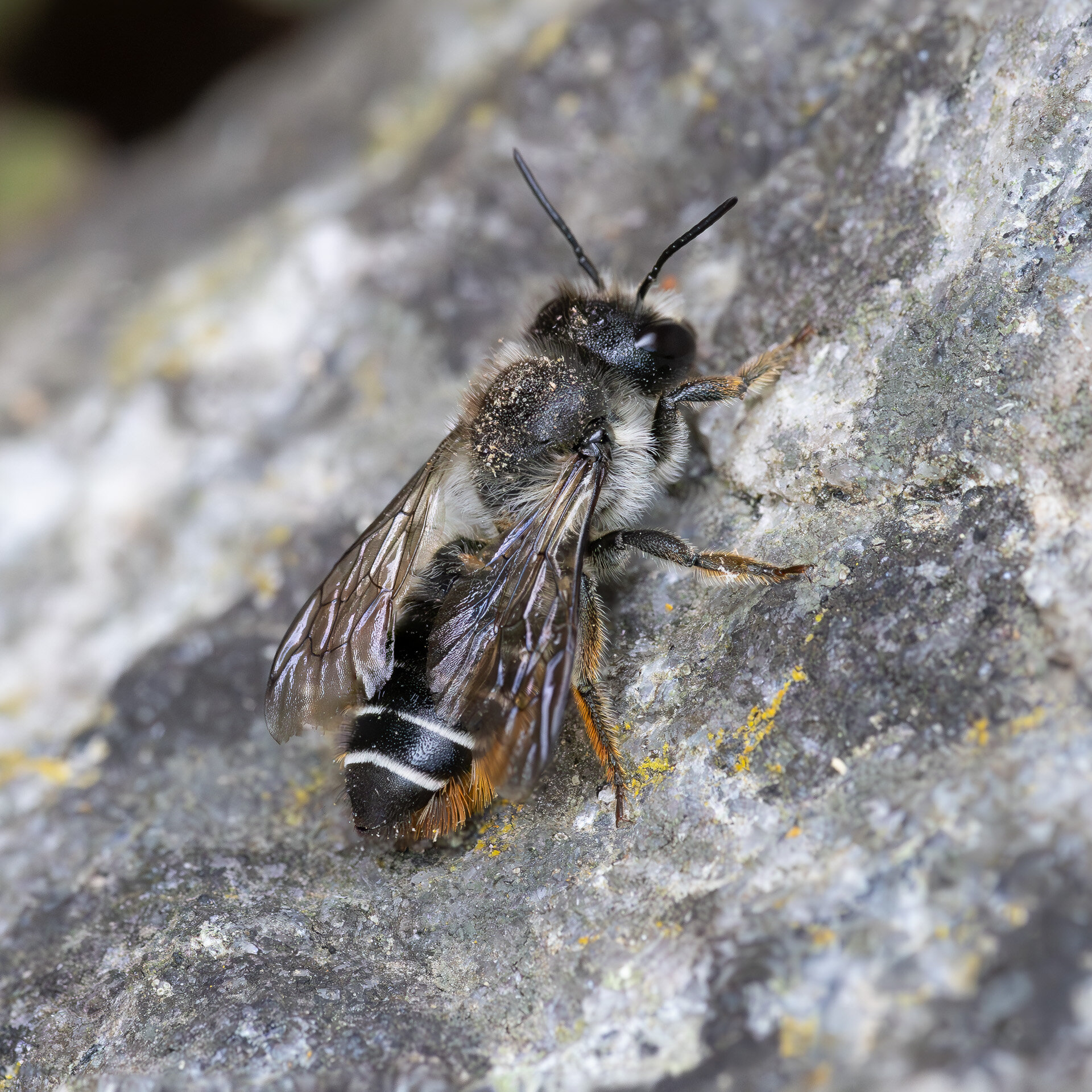 Gederamsbladskærerbi - Hun