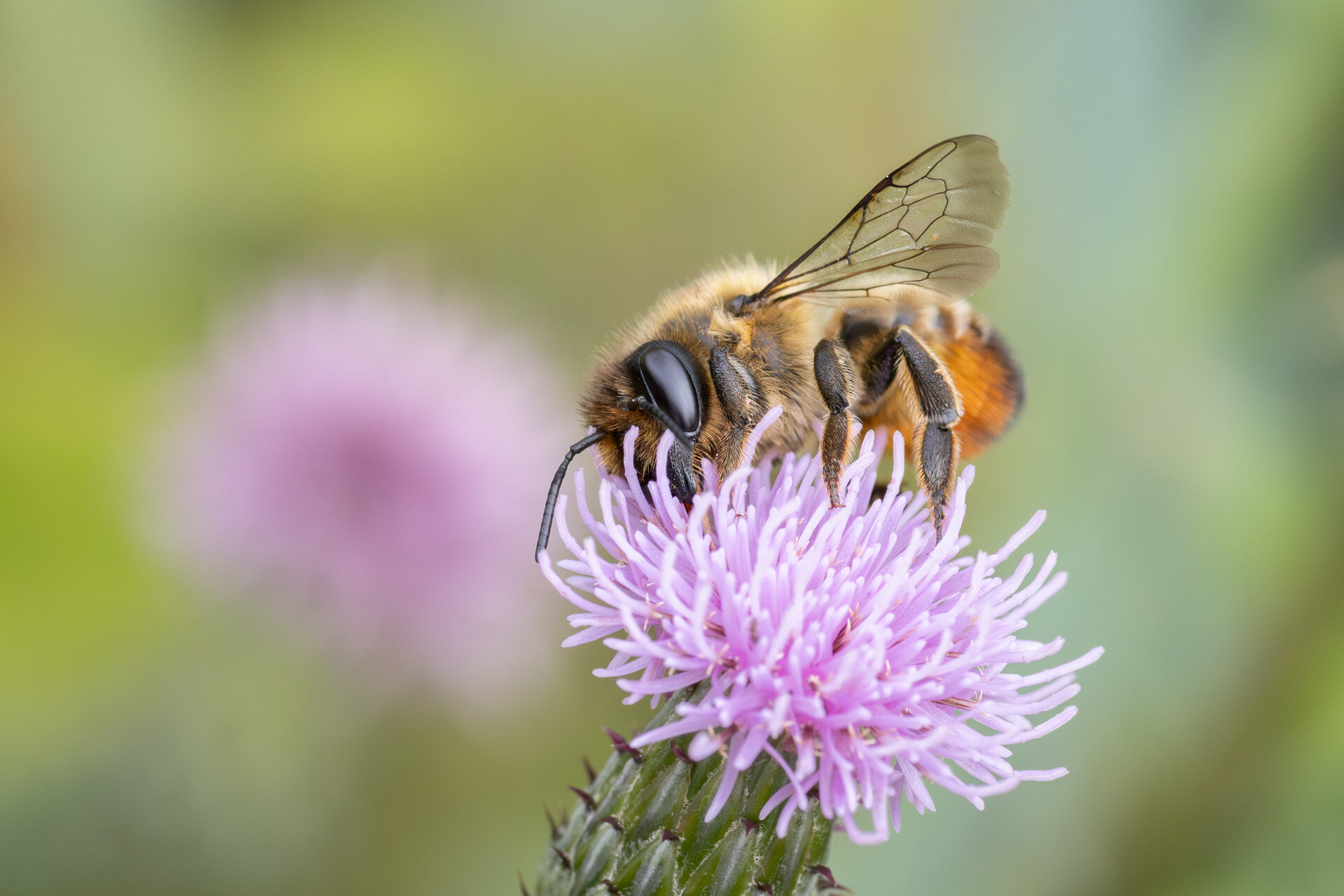 Træboende bladskærerbi - Hun
