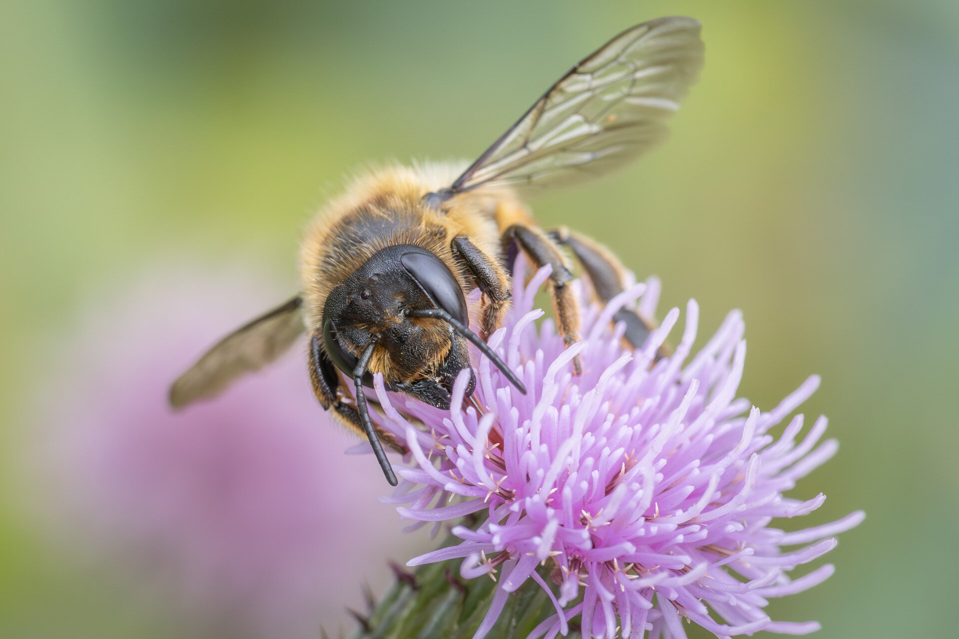 Træboende bladskærerbi - Hun