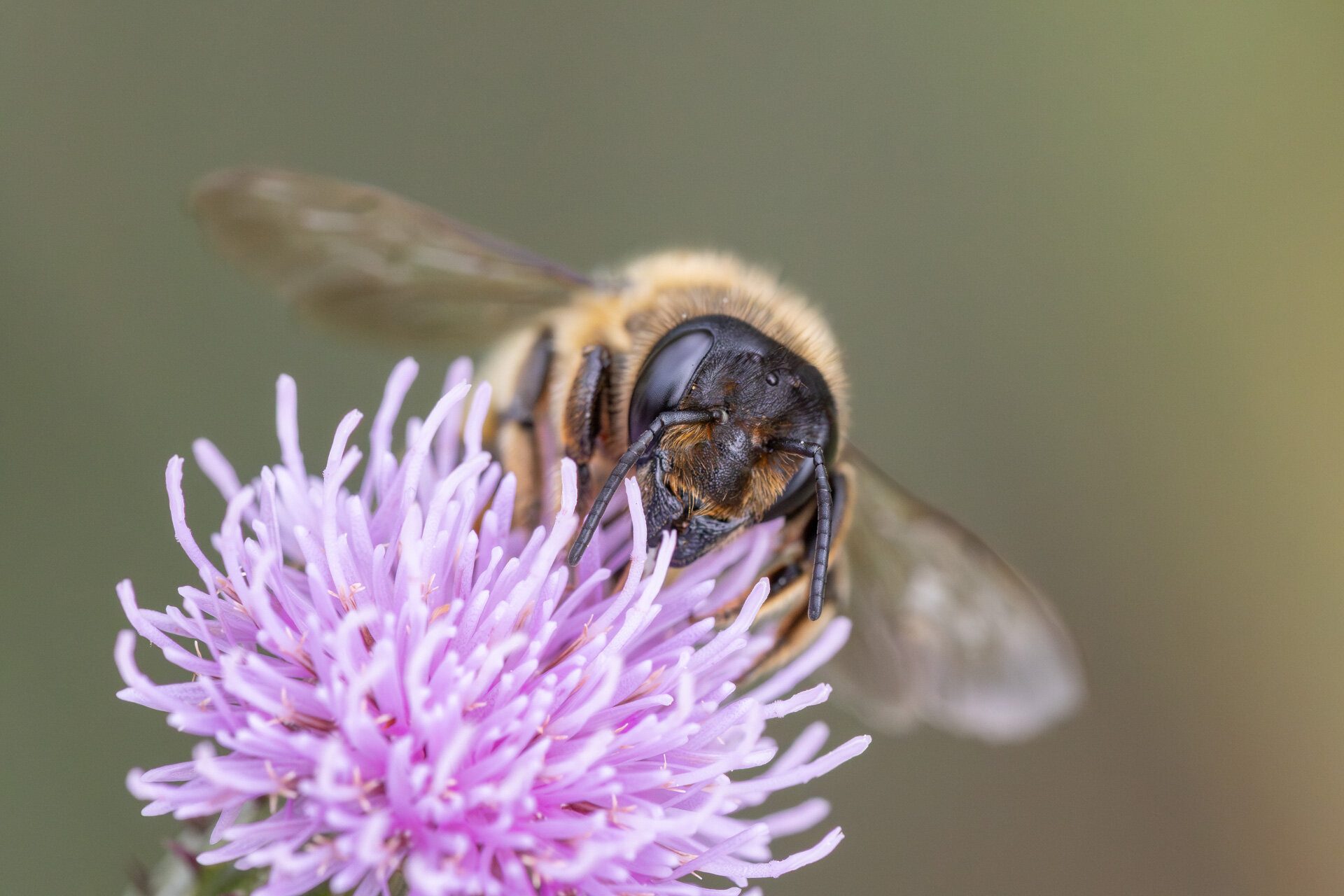 Træboende bladskærerbi - Hun