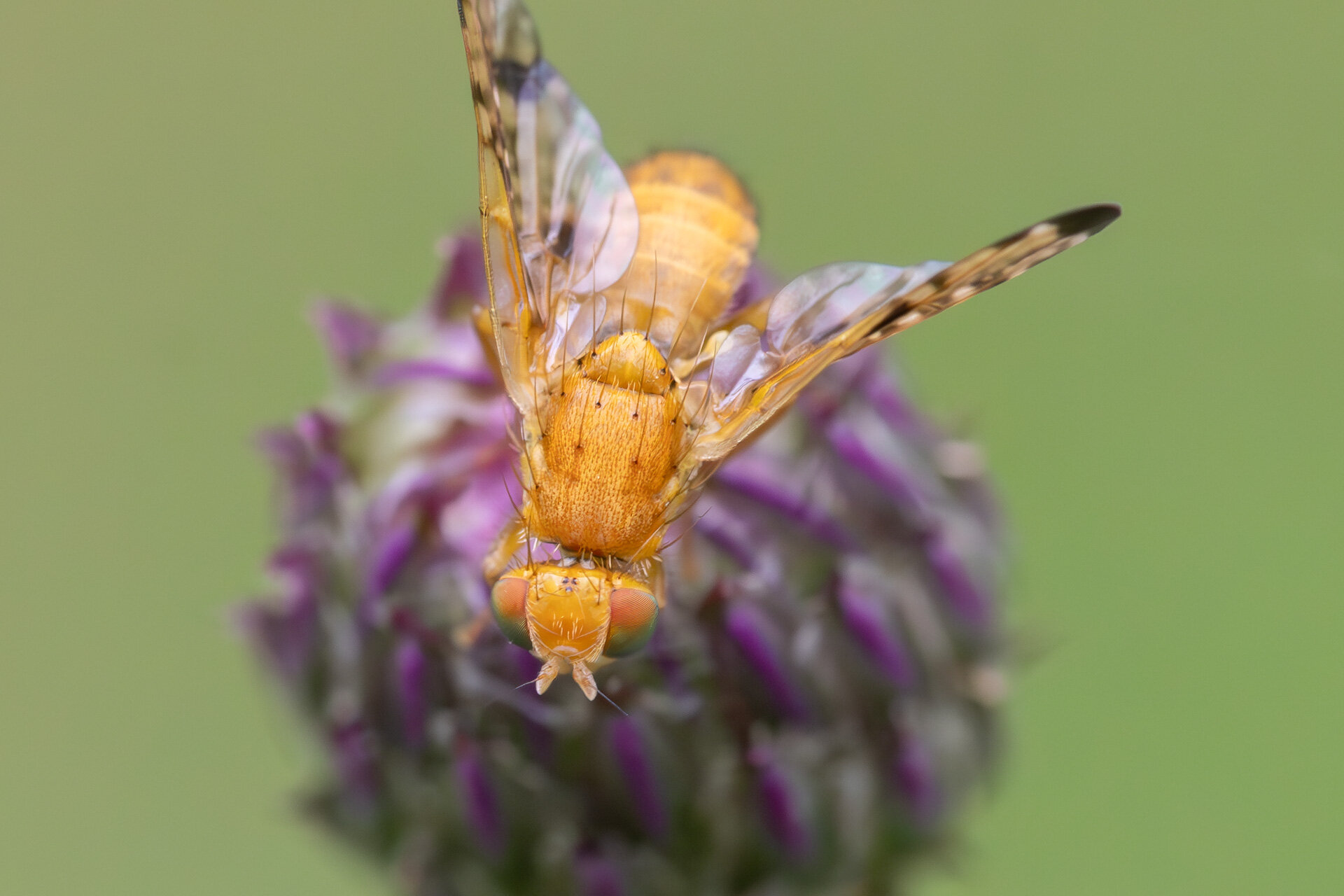 Xyphosia miliaria - Han