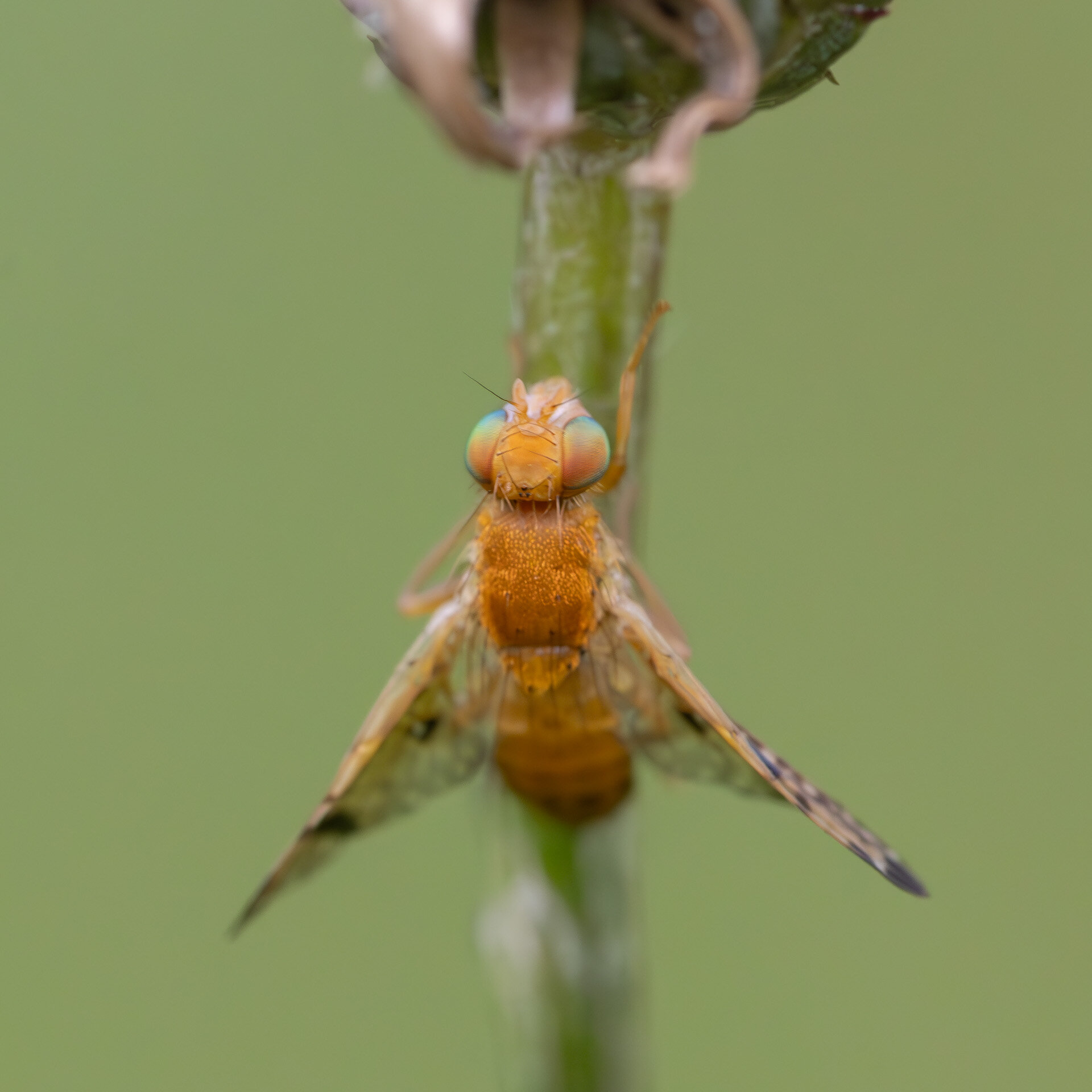 Xyphosia miliaria - Han