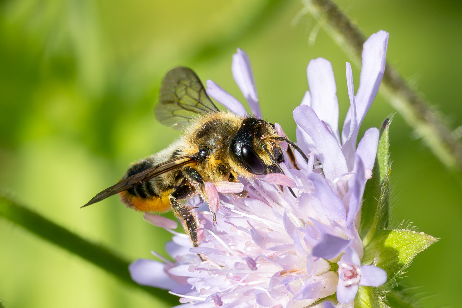 Megachile versicolor eller ligniseca