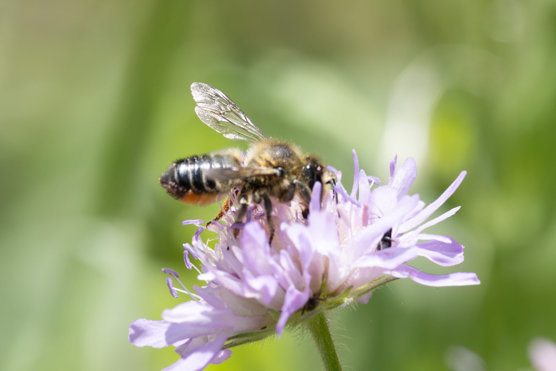 Megachile versicolor eller ligniseca