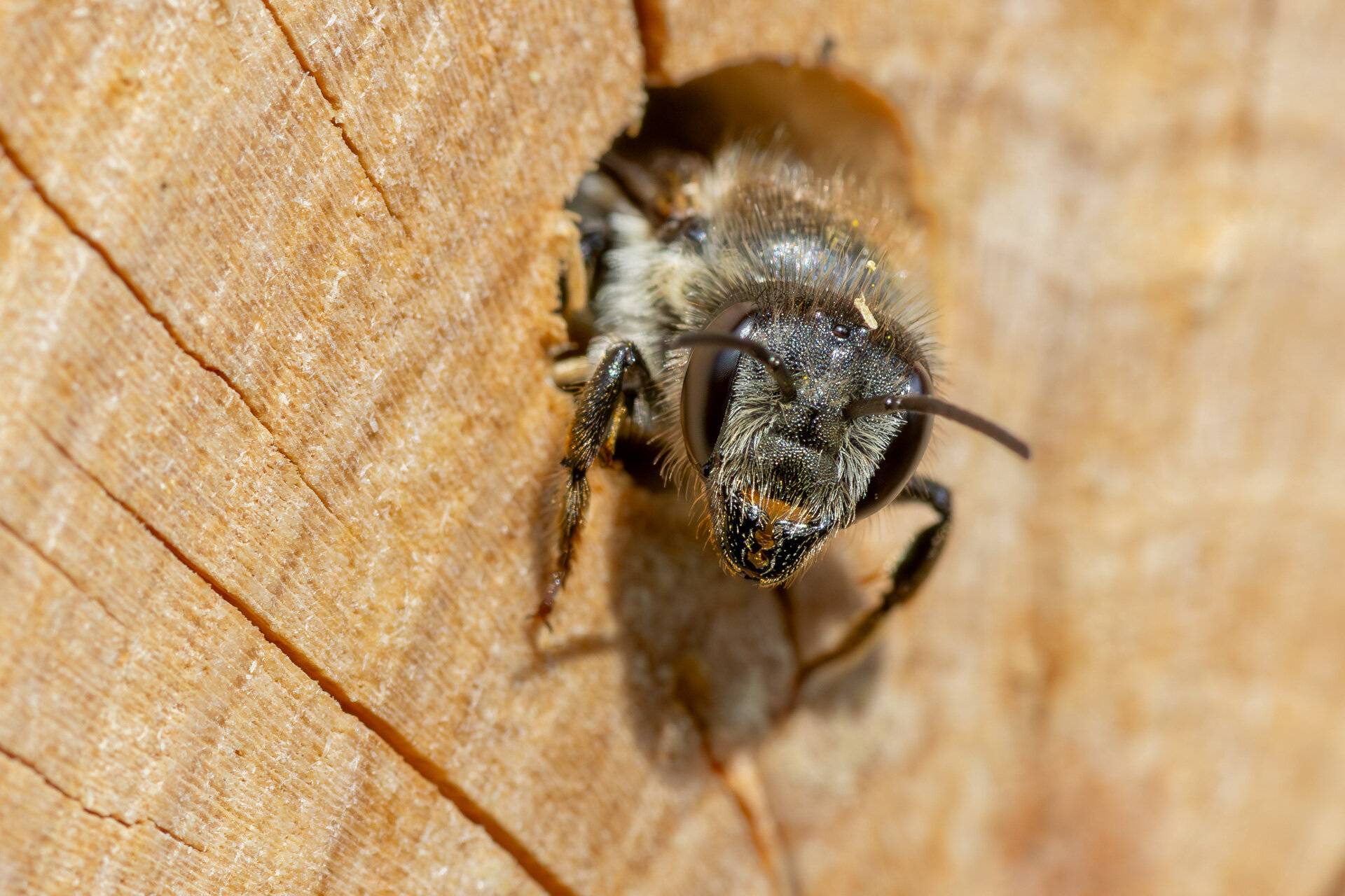 Bladskærerbi bygger rede