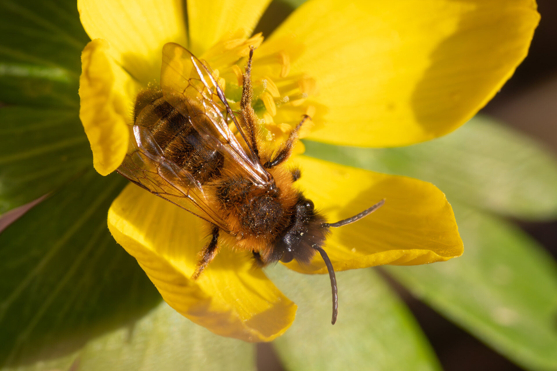 Sortbrun jordbi - Han