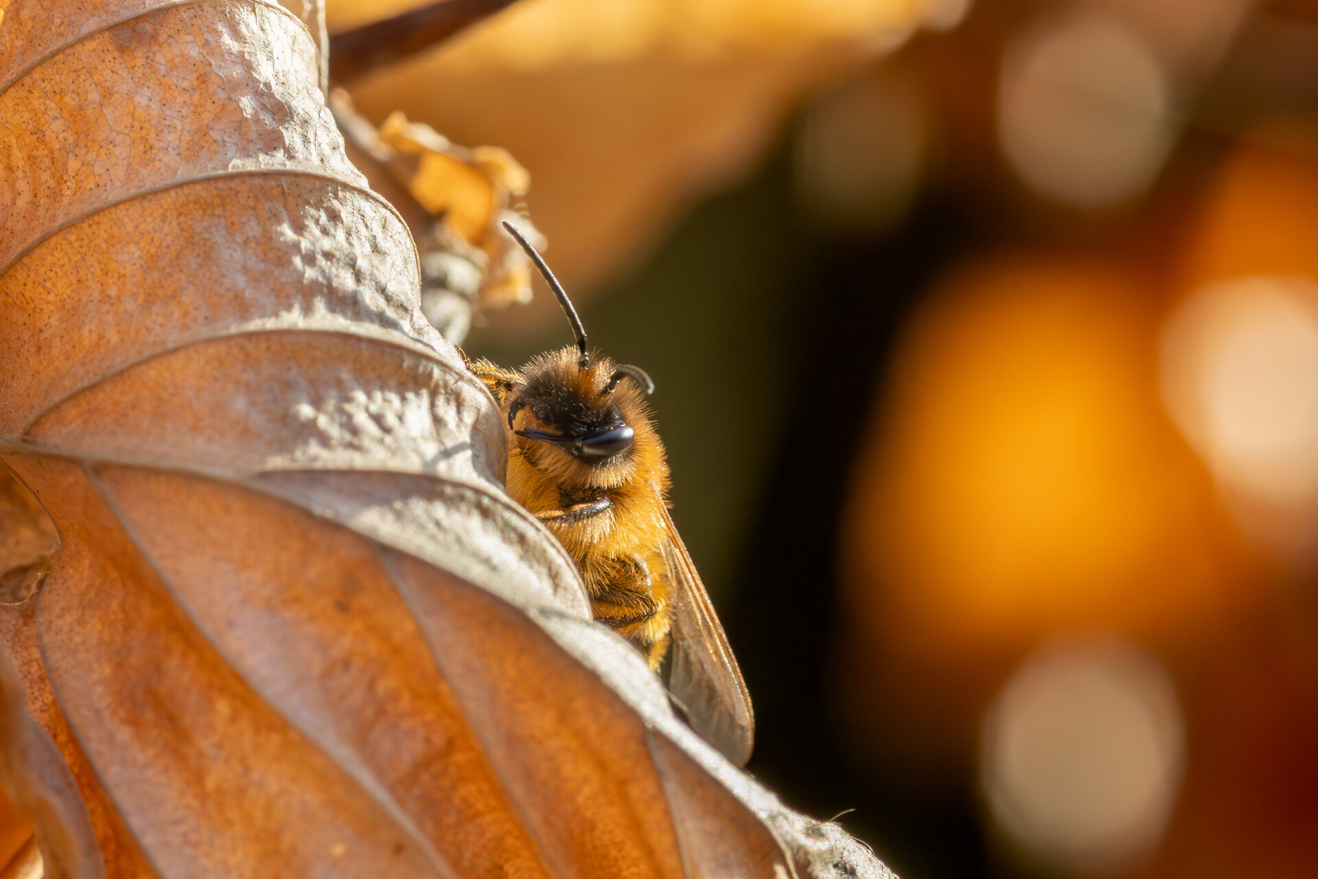 Sortbrun jordbi - Han