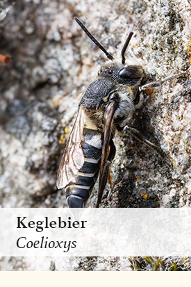 Albumcover - Keglebier