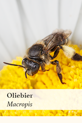 Albumcover - Oliebier