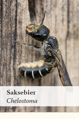 Albumcover - Saksebier
