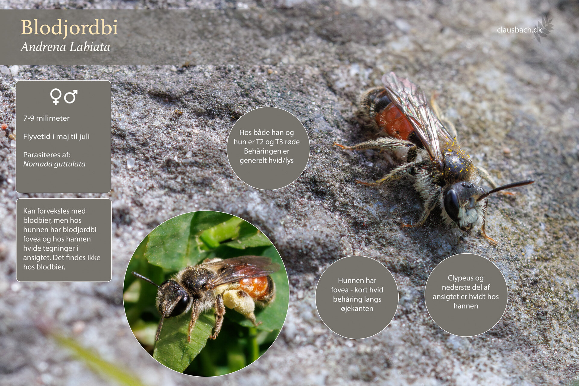 Blodjordbi - Hun og han