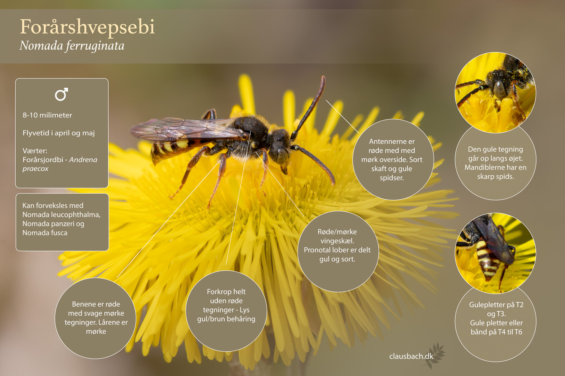 Forårshvepsebi - Han