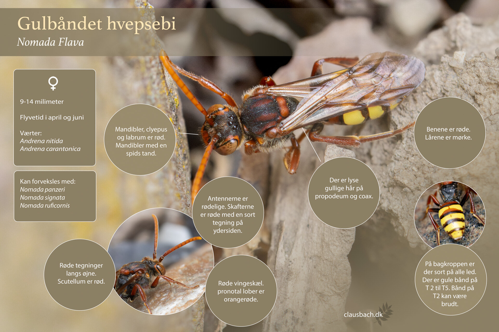 Gulbåndet hvepsebi - Hun