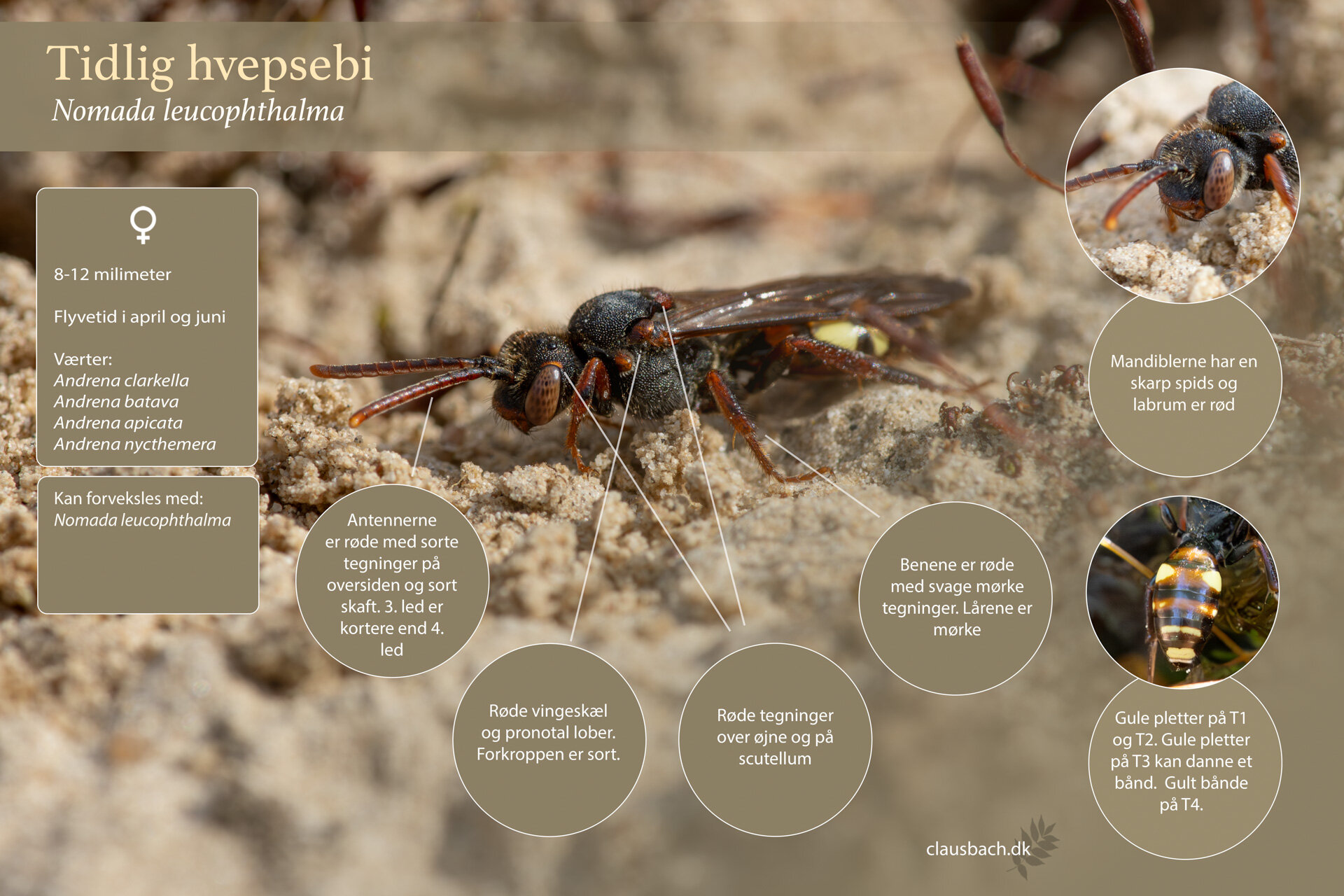 Tidlig hvepsebi - Hun