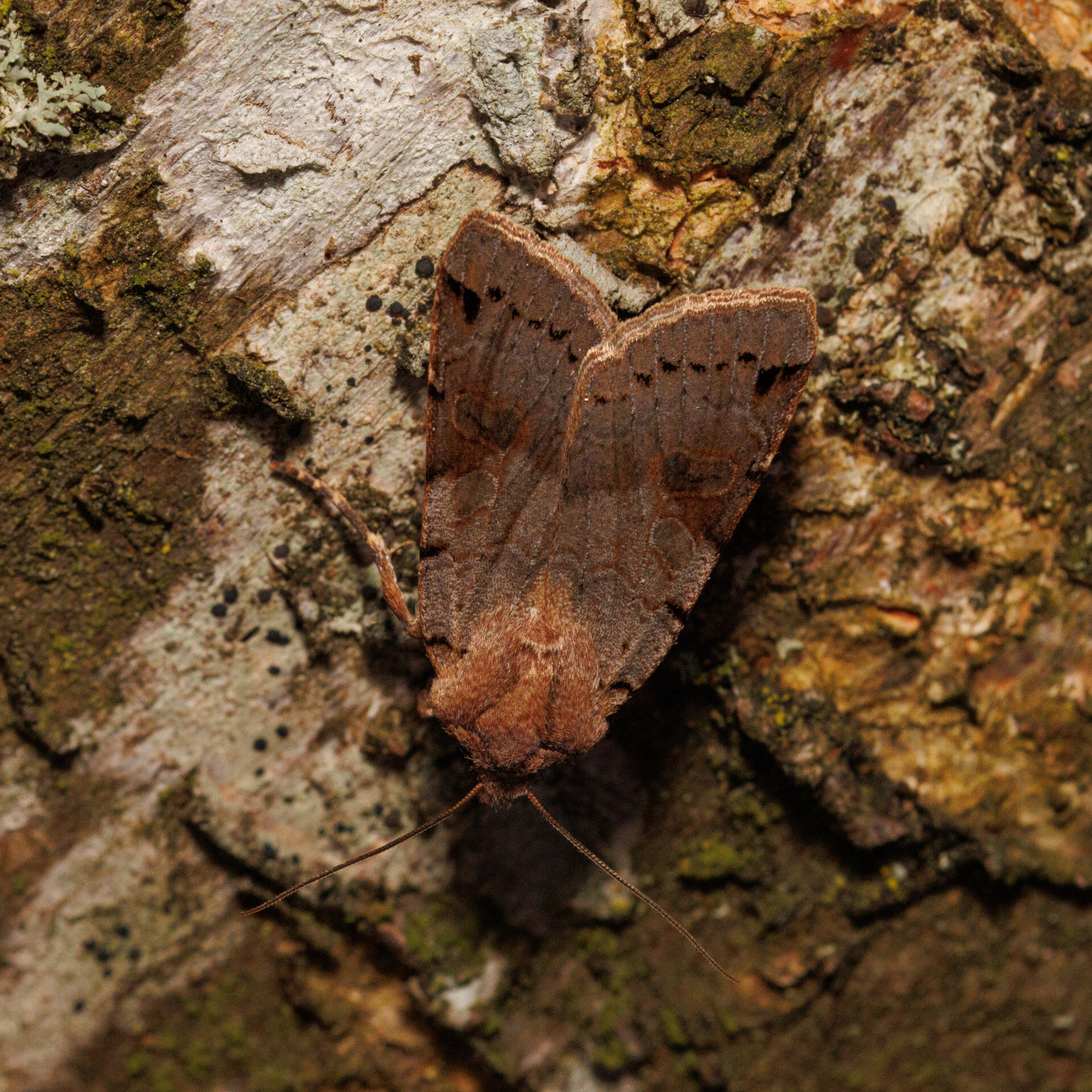 Kantplettet jordfarveugle