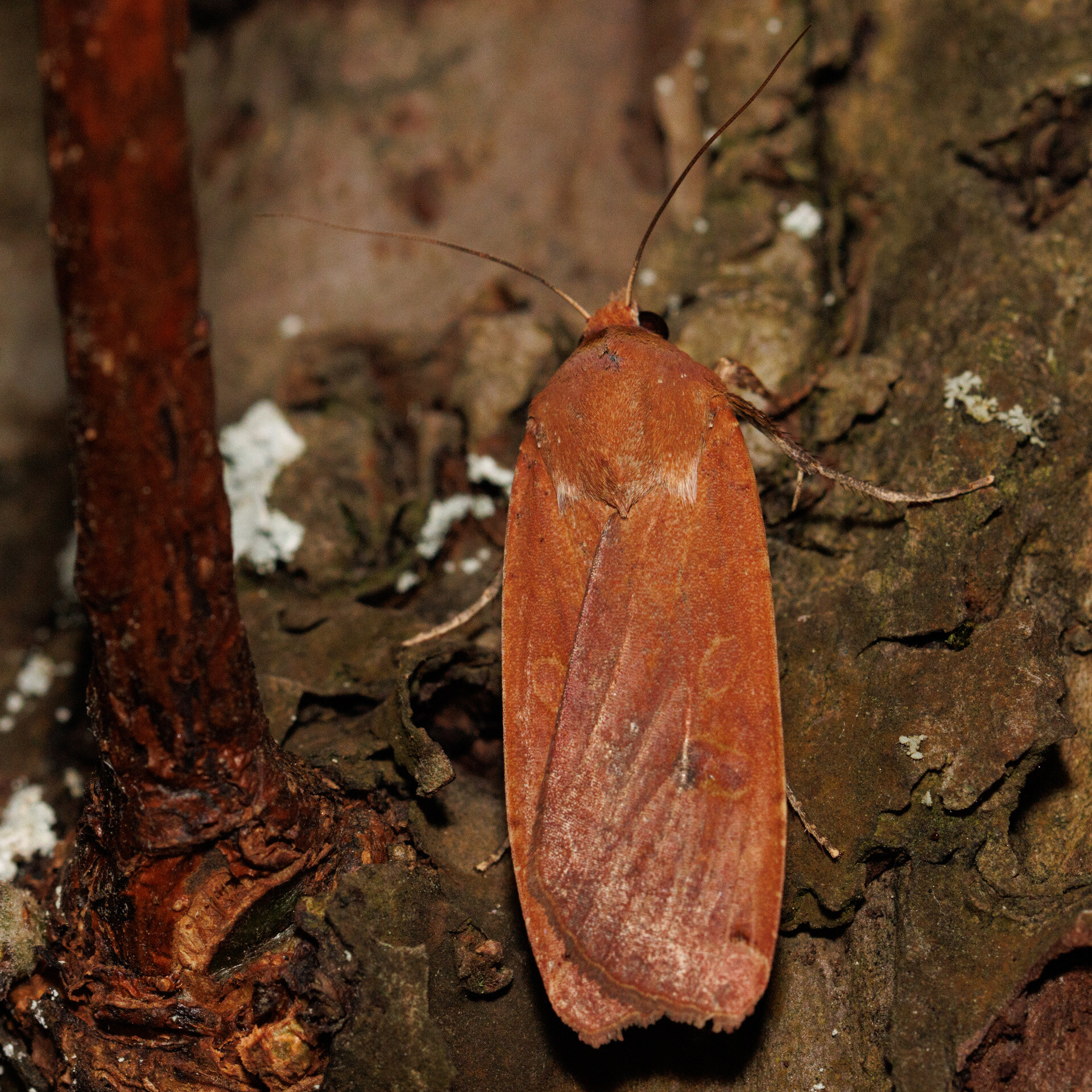 Svagtskygget Smutugle