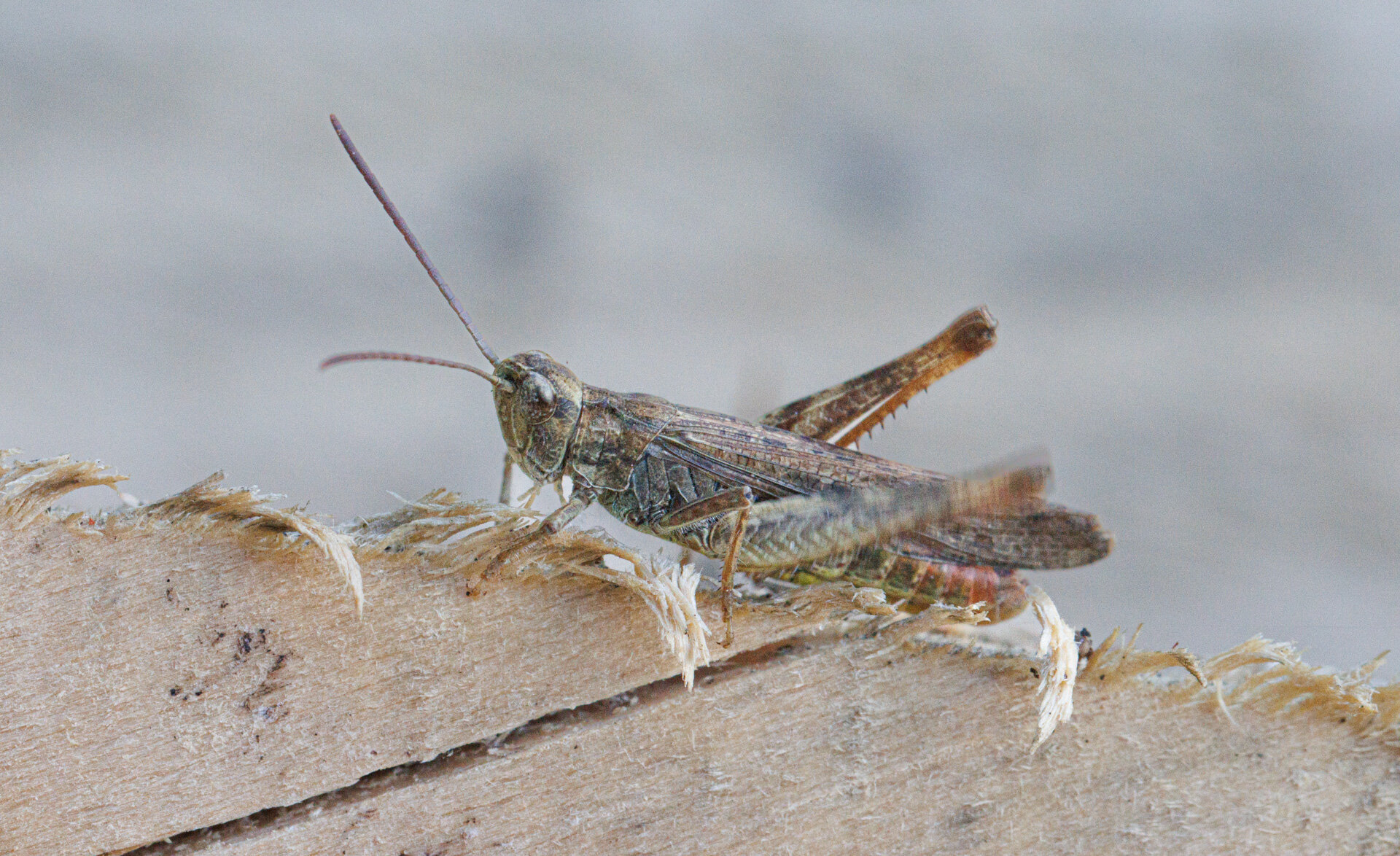 Markgræshoppe Ubestemt