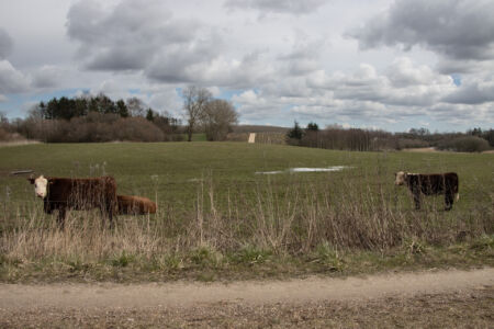 Elmelund Skov Marts 2023 - Vestfyns banen