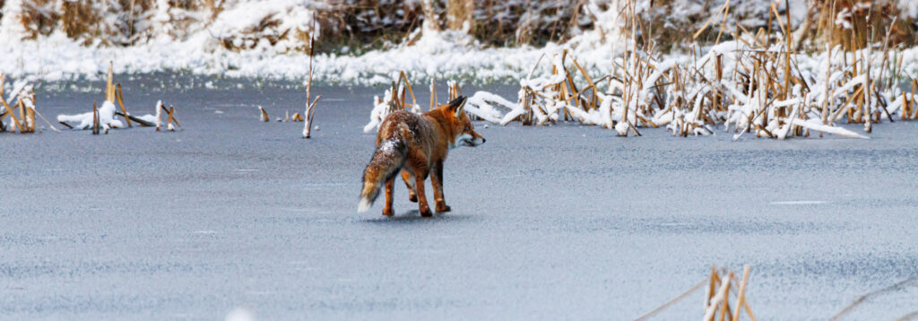 Ræv på isen