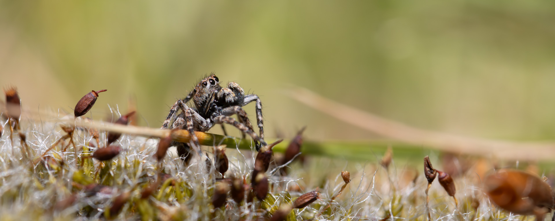 Murspringer – Attulus pubescens