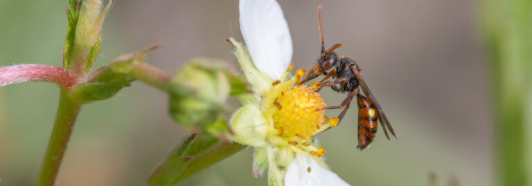 Nomada Ukendt